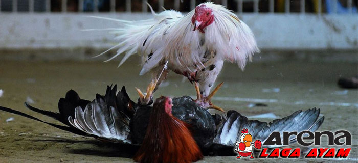 Jamu Penambah Tenaga Ayam Bangkok