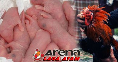Pemberian Anak Tikus Bagi Ayam Bangkok