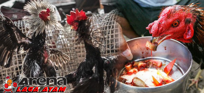 Resep Rahasia Jamu Ayam Bangkok