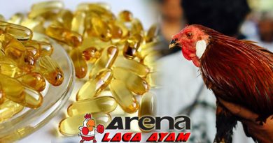 Suplemen Minyak Ikan Bagi Ayam Bangkok