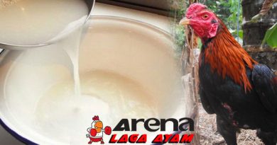 Menjaga Penampilan Ayam Bangkok