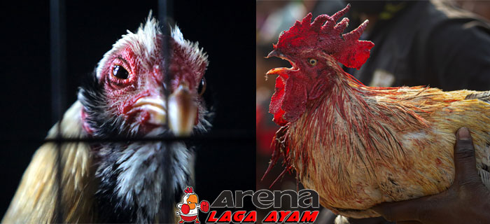 Mengatasi Kanibalisme Pada Ayam Bangkok