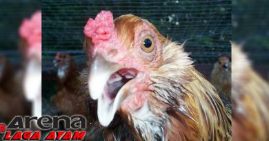 Pencegahan Ngorok Ayam Bangkok