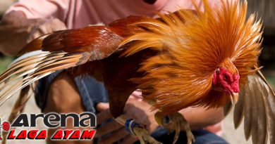 Tips Merawat Bulu Ayam Bangkok
