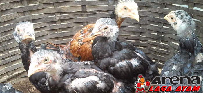 Memilih Fisik Anak Ayam Bangkok Berkualitas
