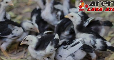 Mencegah Persaingan Anak Ayam Bangkok