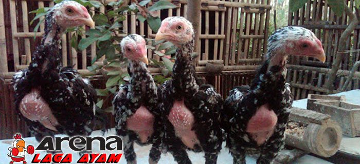 Perawatan Anak Ayam Bangkok