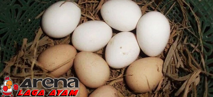 Tips Menentukan Telur Ayam Bangkok